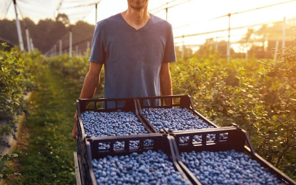 Agricultores de La Plata enfrentan escasez de mano de obra por políticas migratorias.