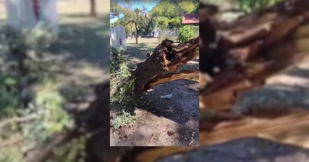 Alarma en Parque Saavedra: un árbol caído amenaza a los visitantes con abejas activas