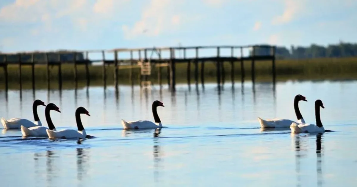 Alerta en La Plata: confirmaron un caso de gripe aviar en la Laguna de los Patos