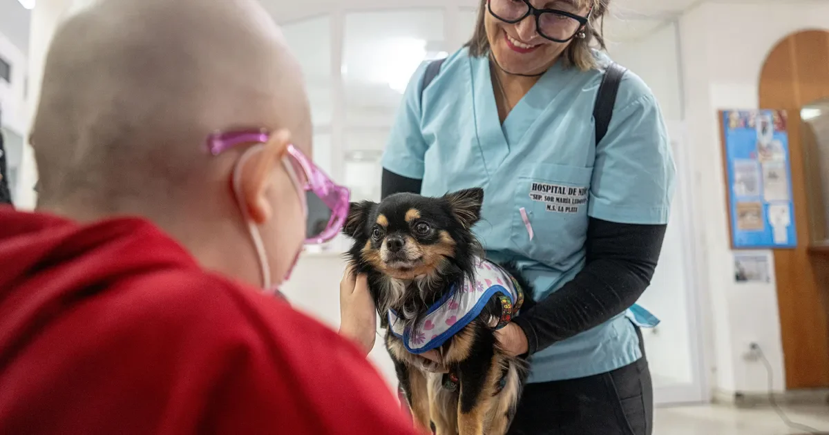 Ari, el perro héroe que acompaña a niños en el Hospital de Niños de La Plata