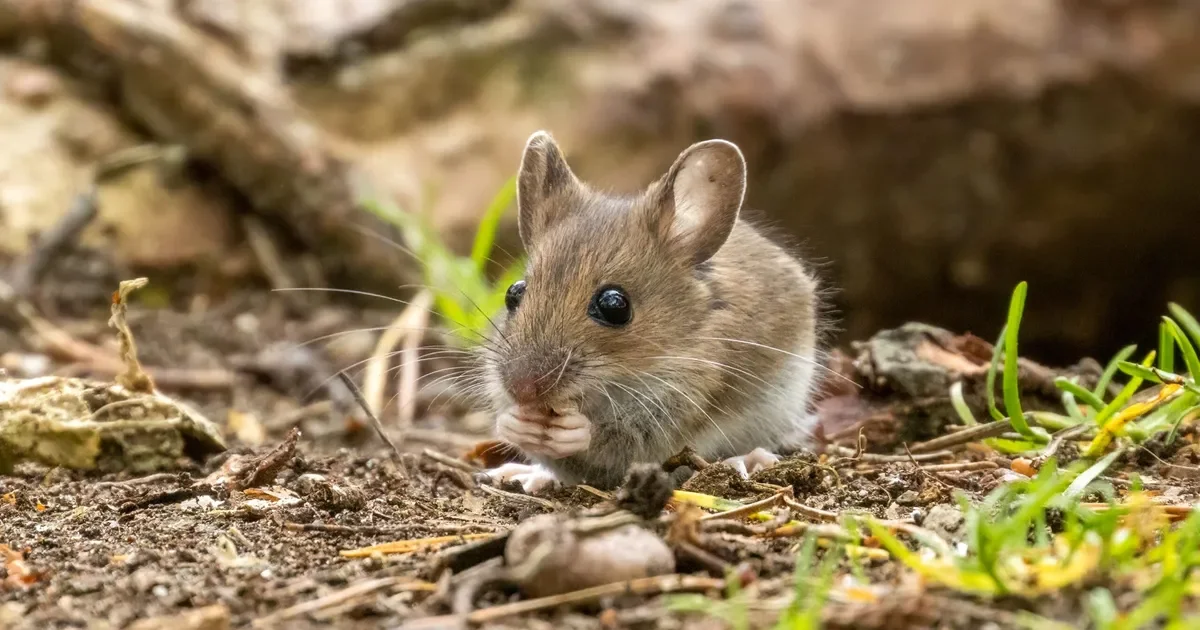 Aumenta preocupación en La Plata tras nuevo caso fatal de hantavirus en la provincia