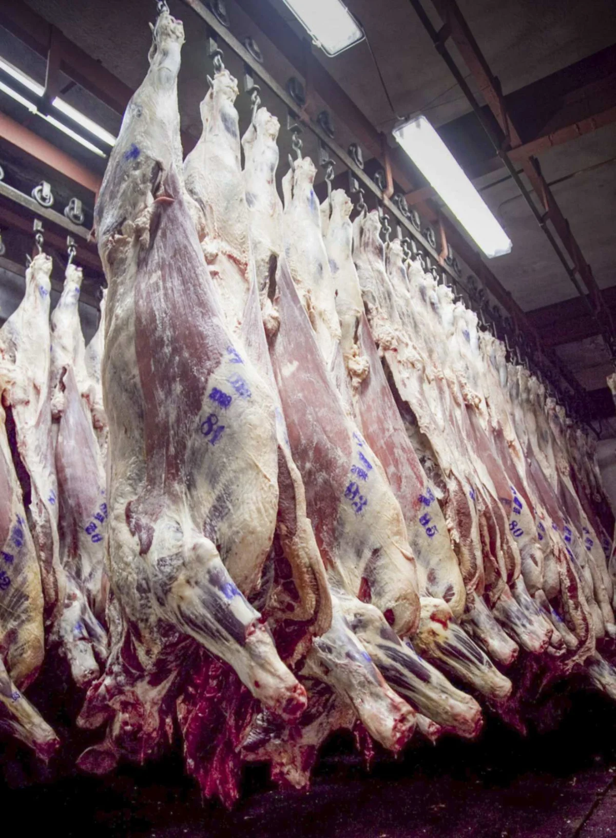 Aumento de precios en la carne: vecinos de La Plata se preparan para el impacto económico esta semana.