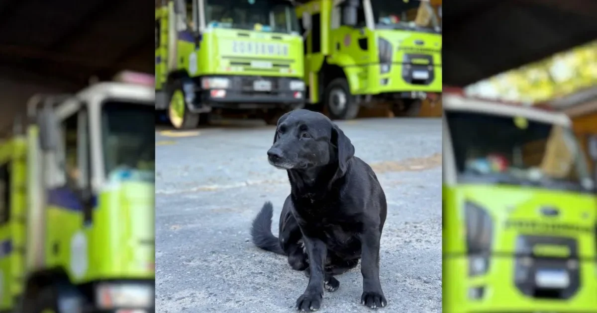 Bomberos de La Plata solicitan apoyo para encontrar a su perro extraviado