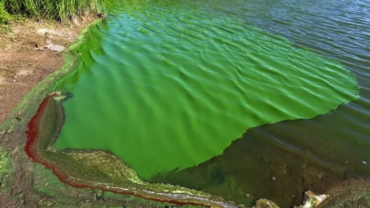 Cianobacterias ponen en riesgo la salud de los vecinos de Berisso este mes
