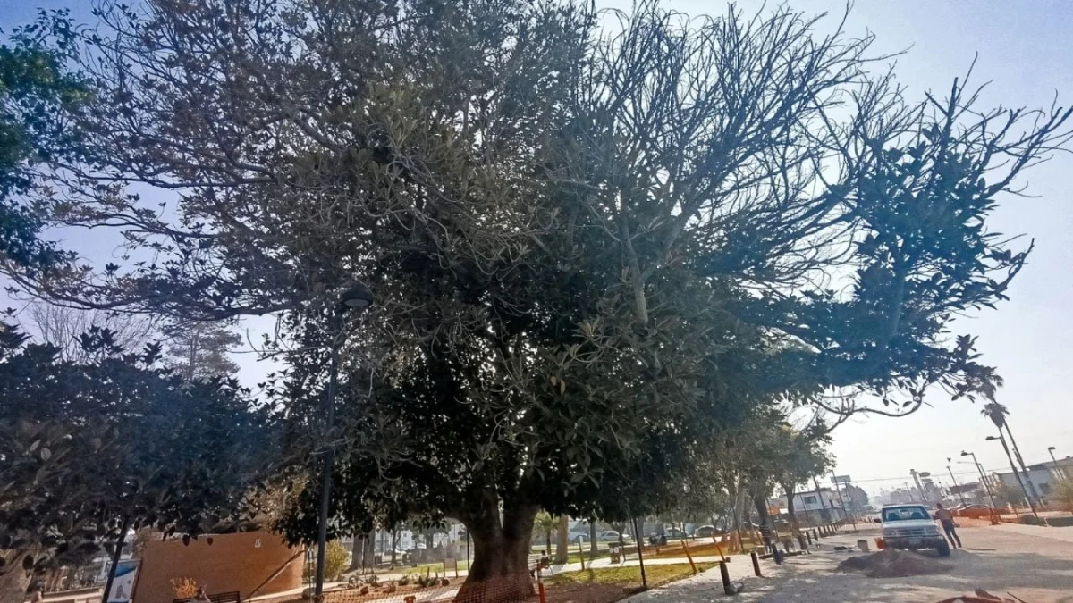 Concurso fotográfico sobre árboles emblemáticos invita a participar a la comunidad de Ensenada