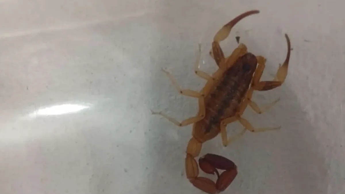 Consejos esenciales para proteger a los vecinos de Ensenada de las picaduras de alacranes