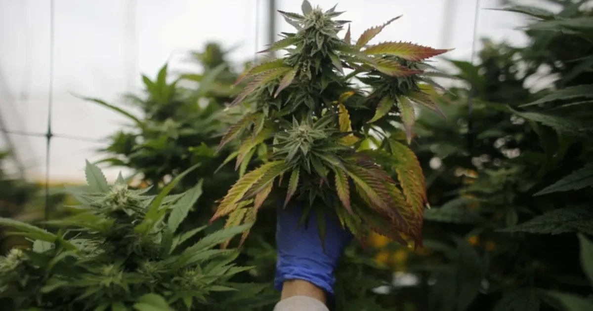 Crean consejo asesor en La Plata para impulsar políticas de cannabis medicinal