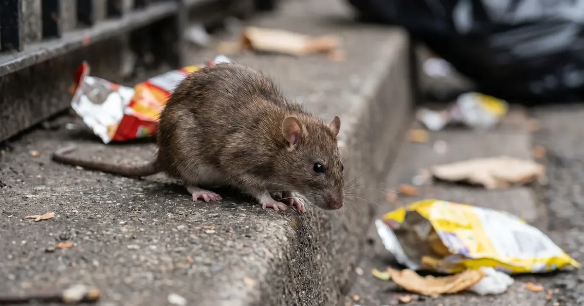 Creciente riesgo de hantavirus en La Plata: alertan por viviendas precarias y basurales