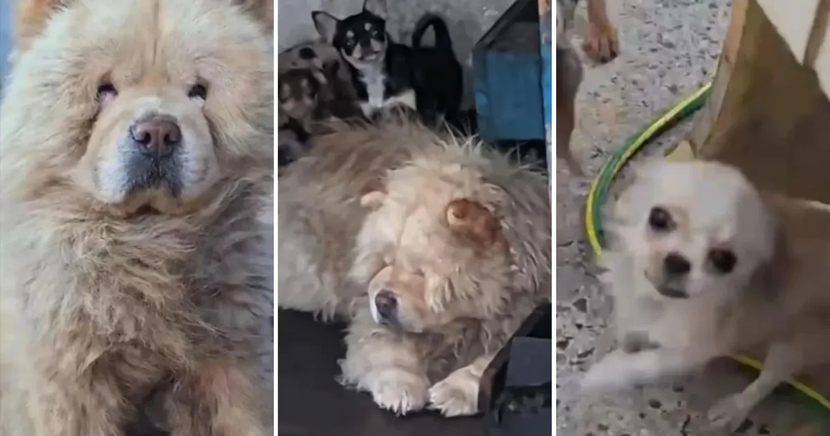 Desmantelan criadero ilegal en La Plata: rescatan perros de raza en mal estado