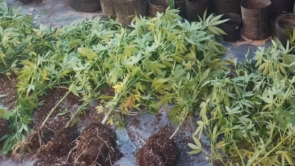 Desmantelan punto de venta de marihuana en Ensenada: un detenido y varias plantas incautadas