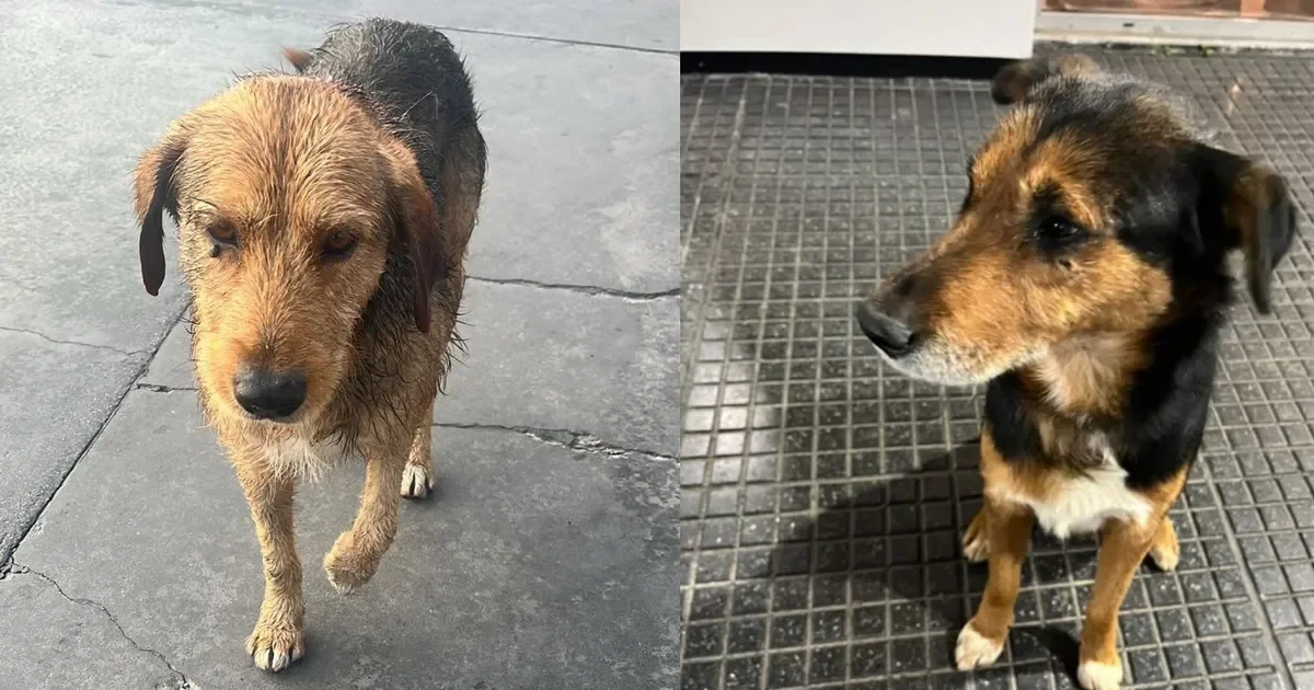 Dos perros rescatados en estación de servicio buscan un hogar urgente en La Plata