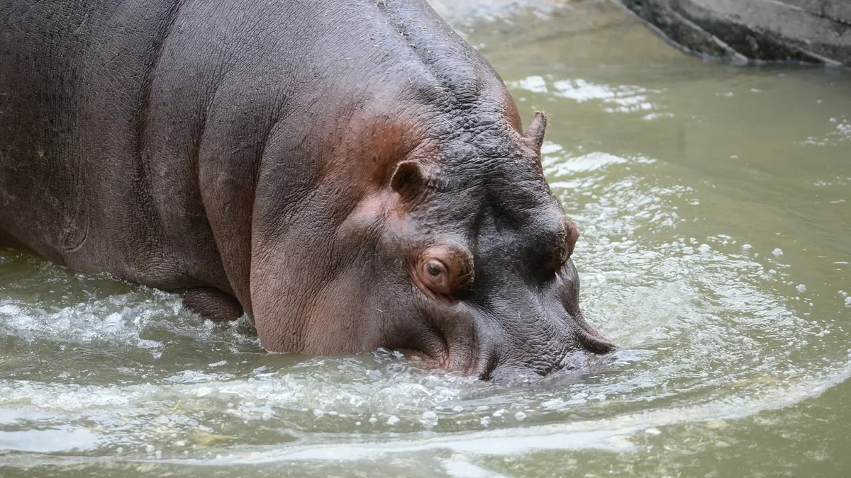 El Bioparque de La Plata despide a Hipólito, símbolo de la fauna local, tras su fallecimiento.