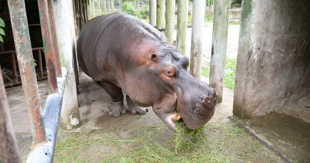 El hipopótamo del ex Zoológico de La Plata se somete a cirugía innovadora y genera expectativa