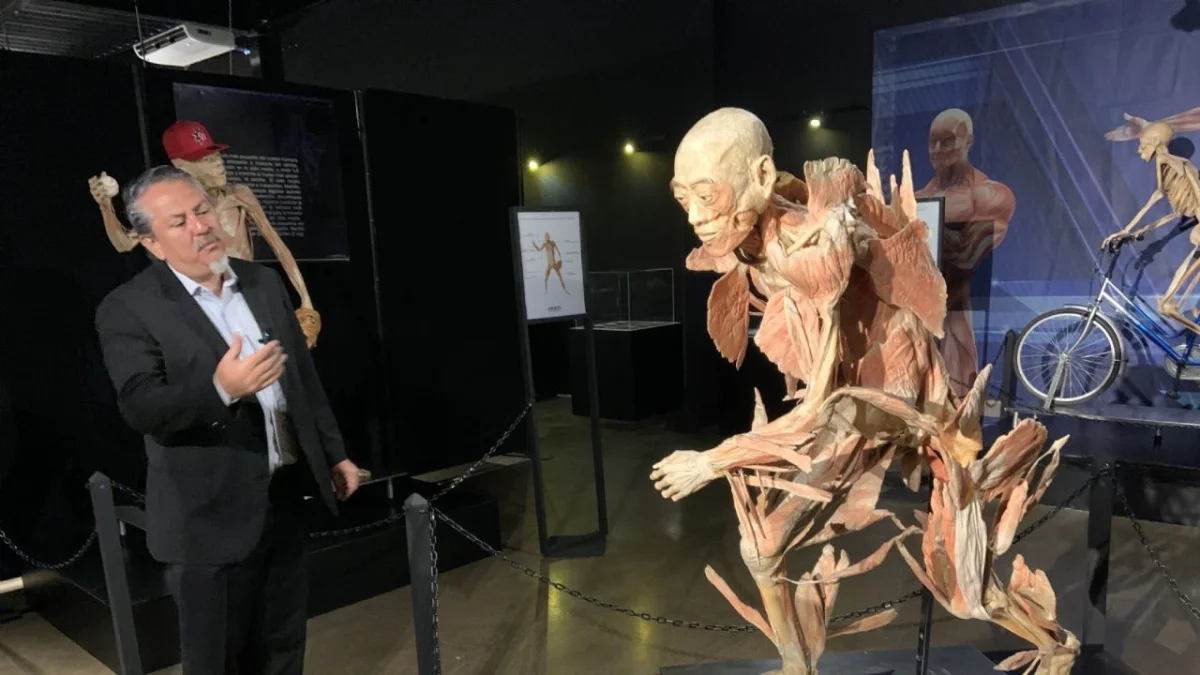 El Museo Caracol de La Plata presenta una impactante exhibición de cuerpos humanos