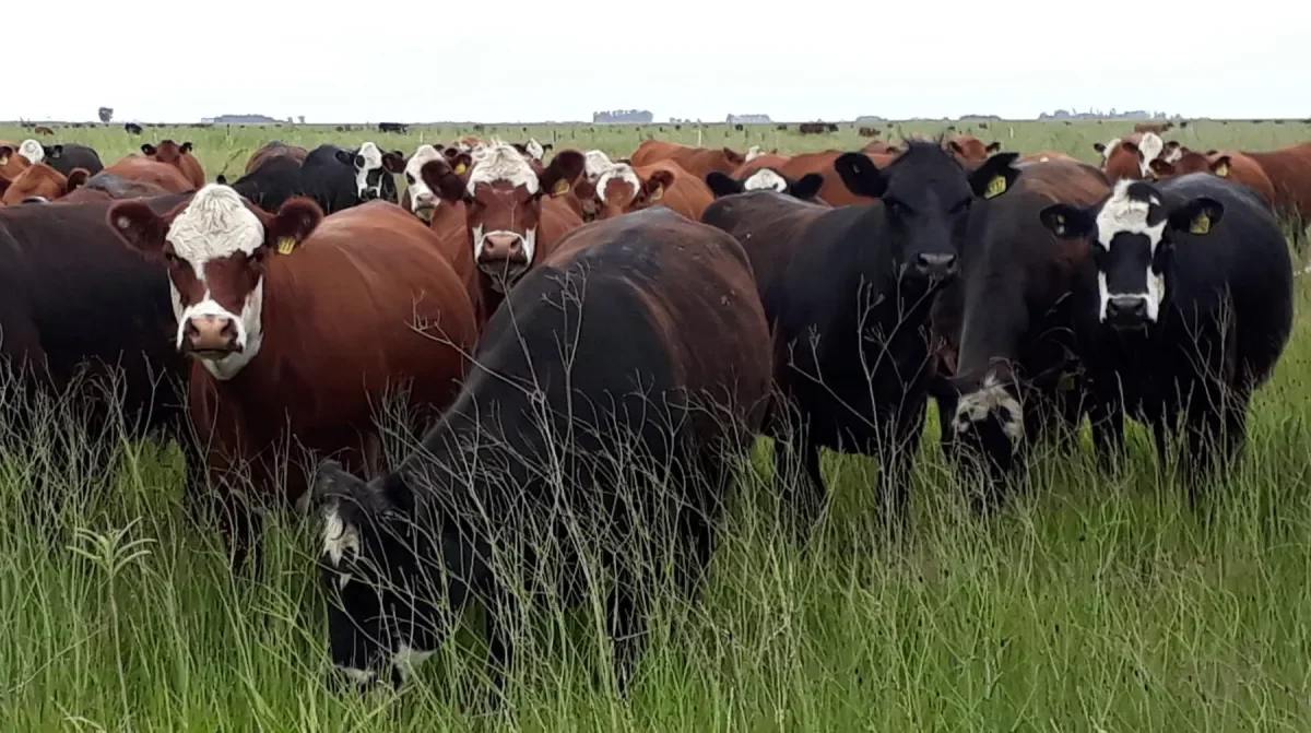 El rol fundamental de la ganadería en el desarrollo económico de La Plata