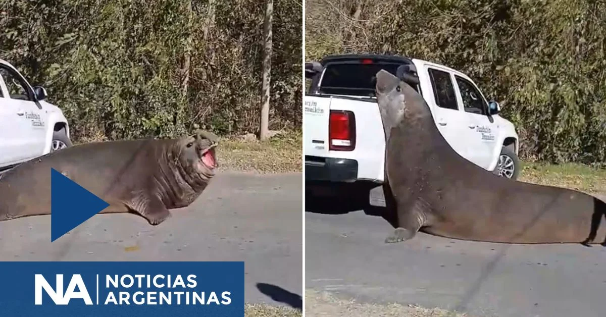 Elefante marino interrumpe el tráfico en Ensenada, generando complicaciones para conductores