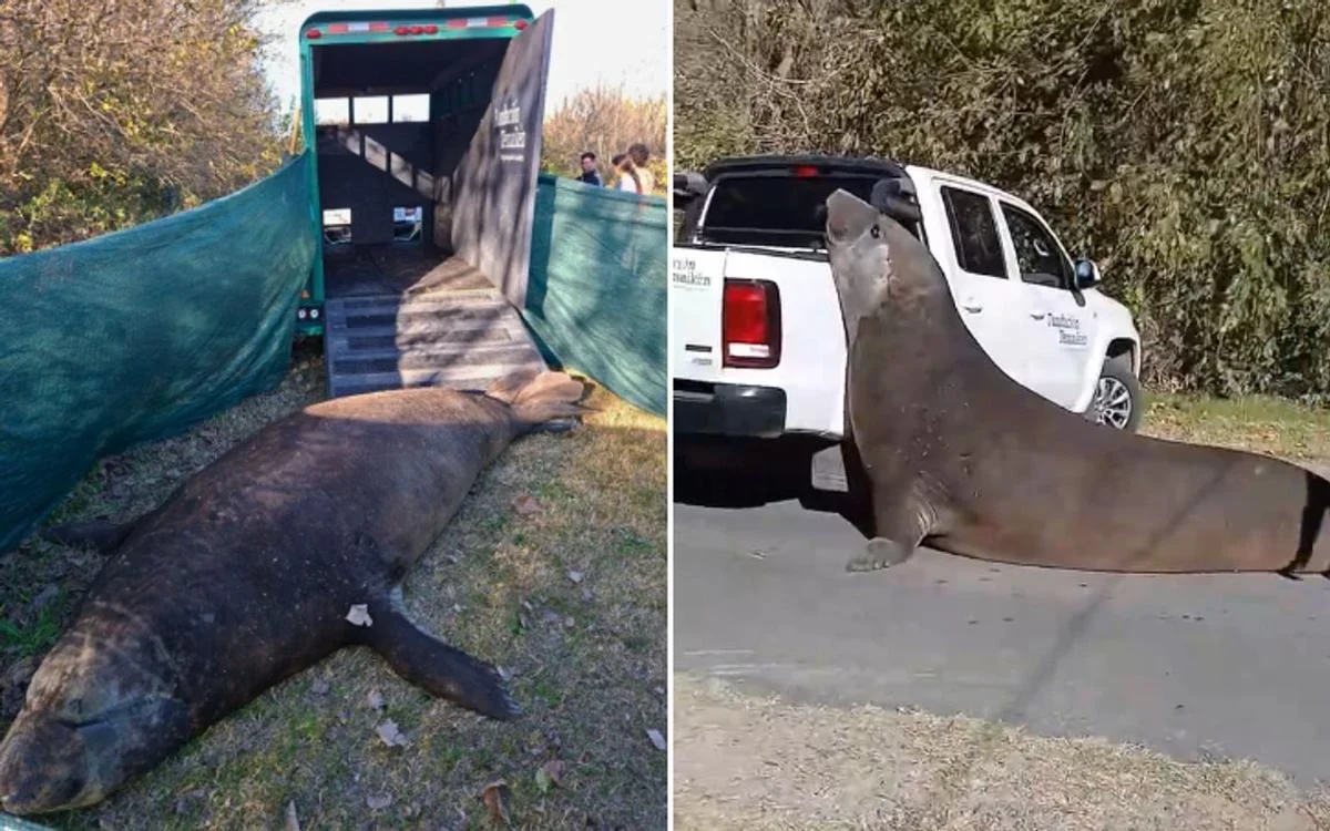 Elefante marino regresa al océano tras su inesperada aparición en las calles de Ensenada