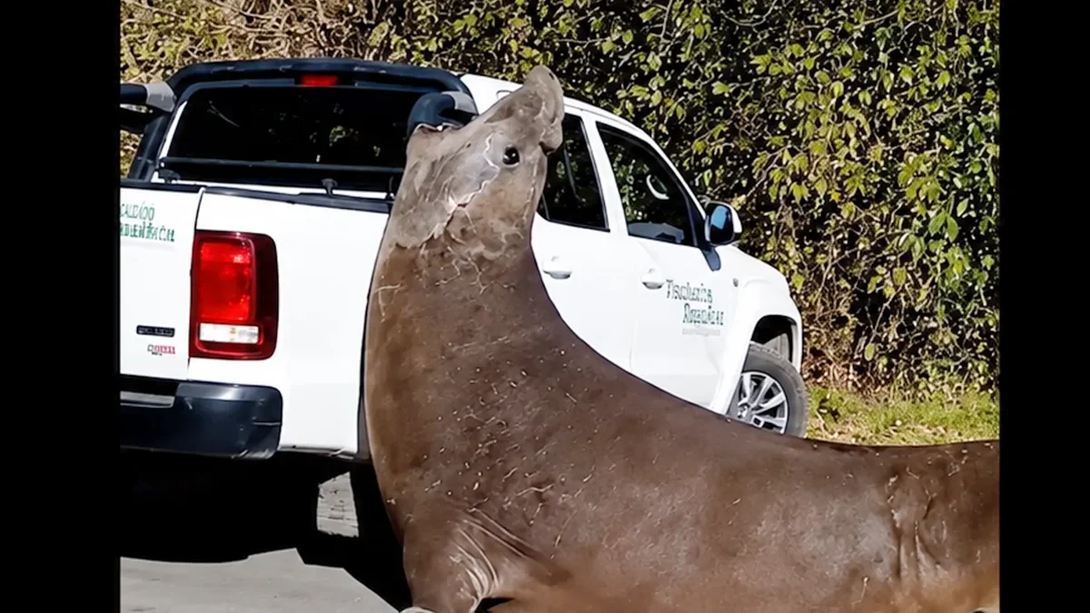 Elefante marino rescatado en Ensenada regresa al océano tras intenso operativo
