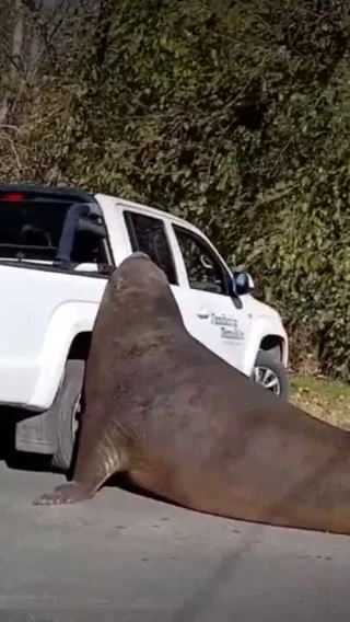 Elefante marino sorprende a los vecinos de Ensenada en plena vía pública