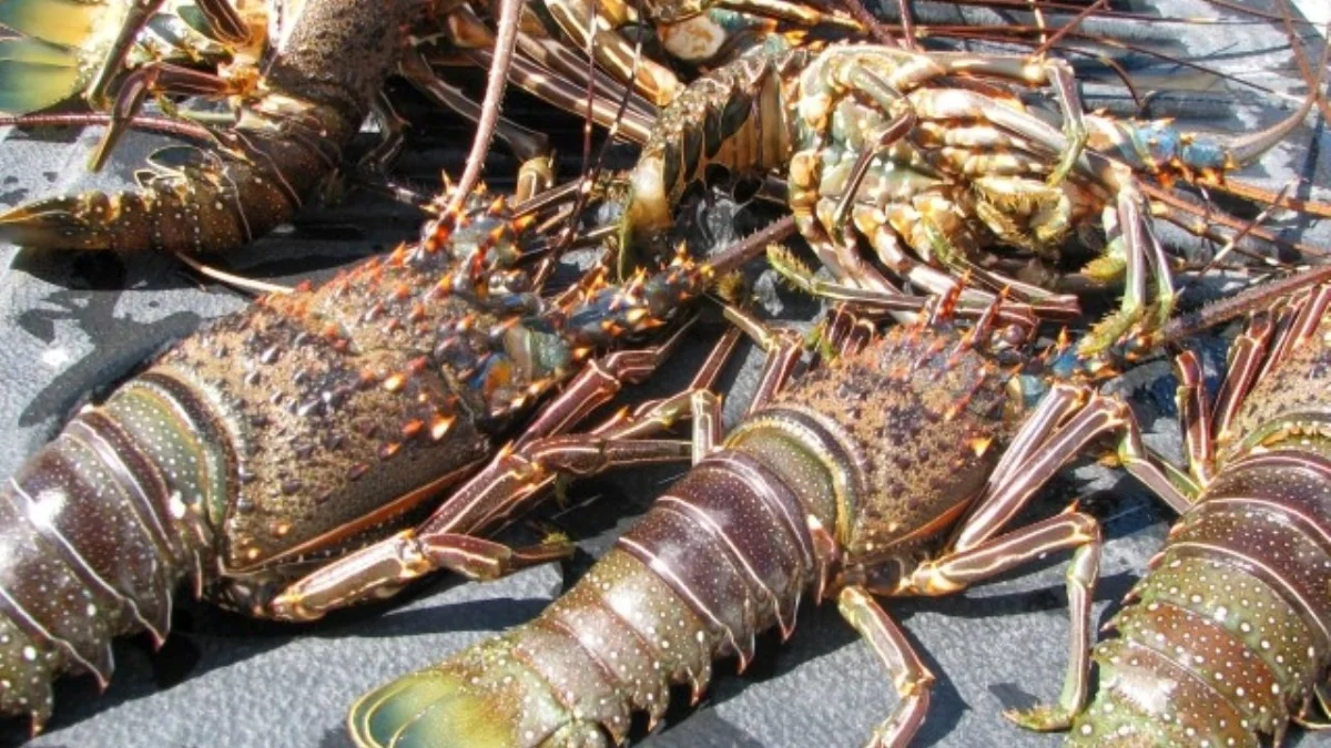 Impacto en la pesca local: Conapesca establece nuevas vedas en la región
