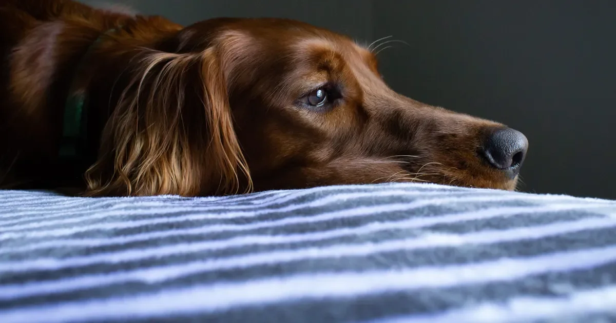 Imputados por maltrato animal en La Plata deben asistir a talleres de rehabilitación