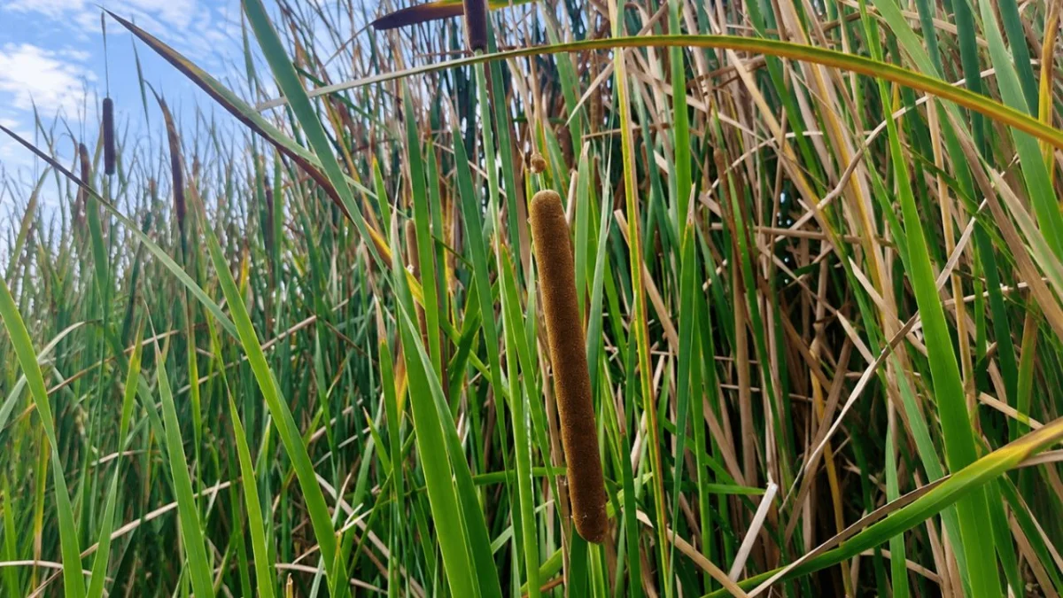Investigadores analizan la planta del arroyo Ensenada como posible recurso ambiental