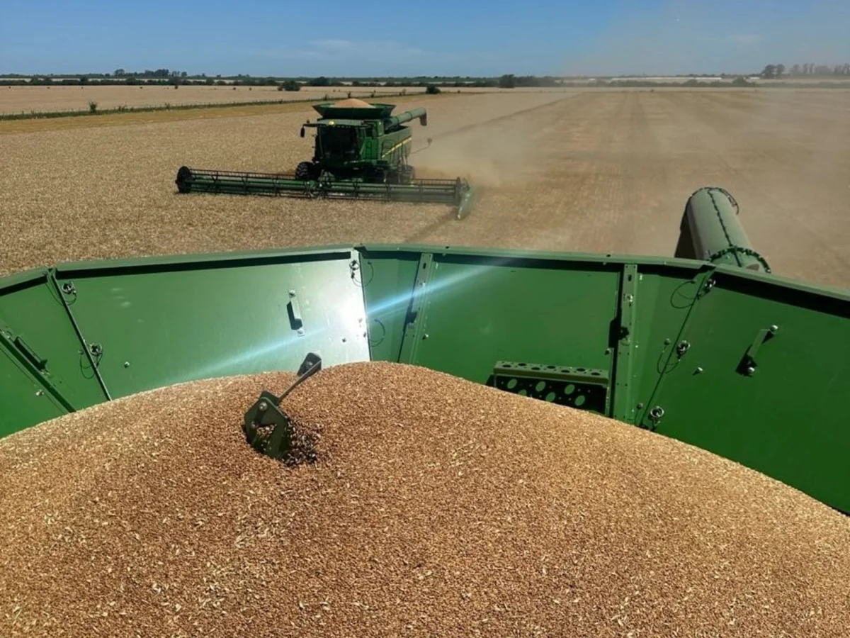 La cosecha récord de trigo impulsa la economía local con US$ 3.500 millones en exportaciones