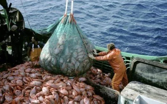 La pesca ilegal amenaza los recursos marinos de Ensenada y La Plata, advierten expertos