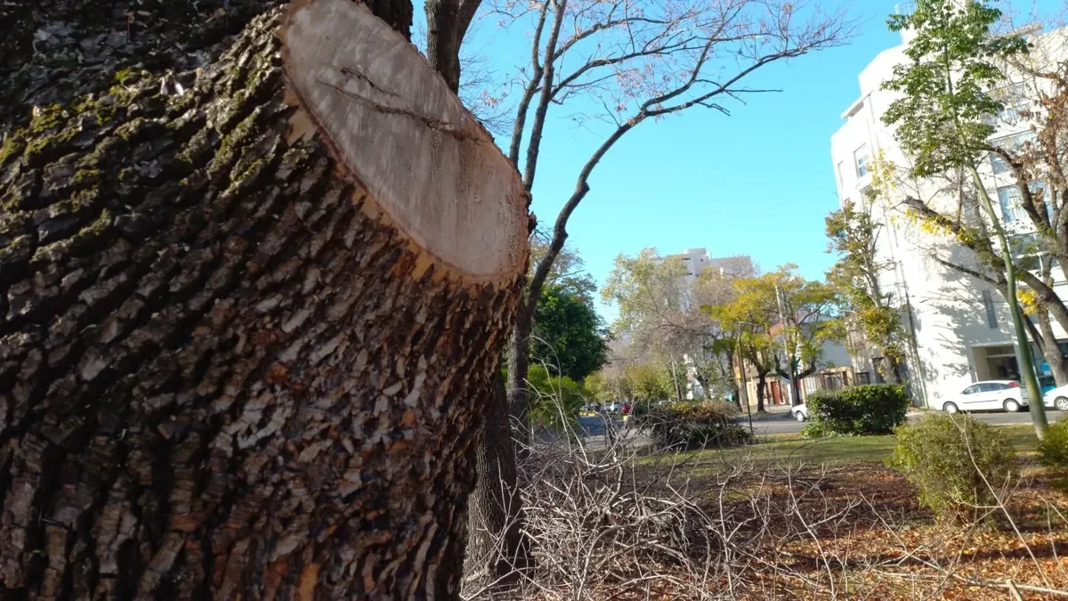 La Plata busca facilitar la labor de los podadores con un registro único y oficial