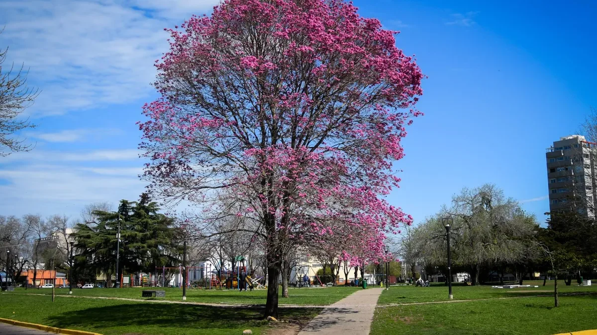 La Plata disfruta de un sábado soleado ideal para actividades al aire libre
