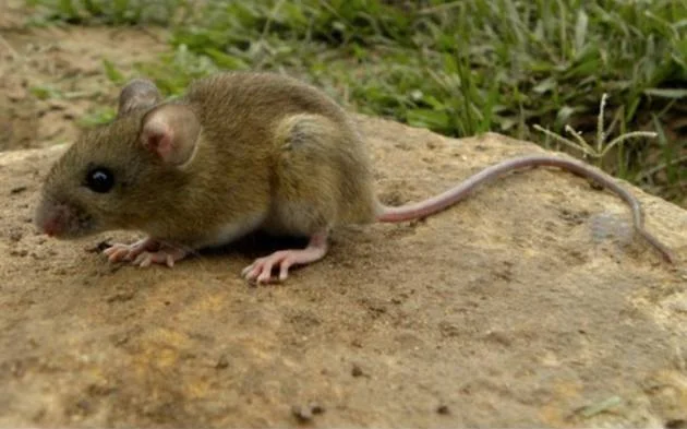 La Plata enfrenta aumento alarmante de casos de hantavirus, preocupando a la comunidad