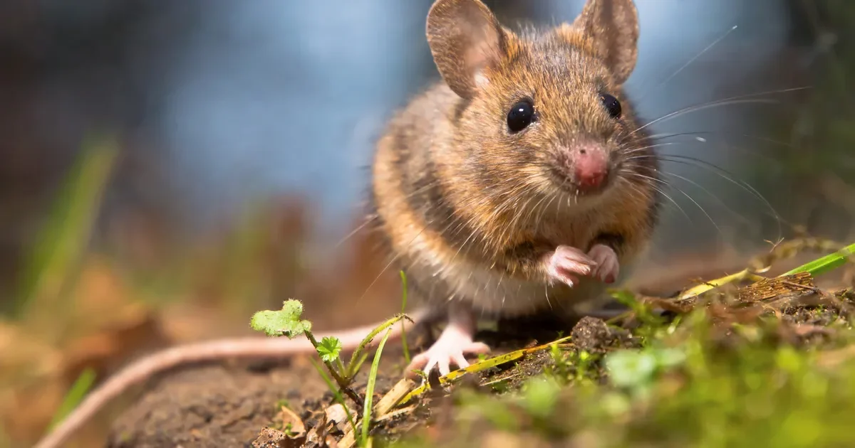 La Plata enfrenta un alarmante aumento de casos de hantavirus que preocupa a la comunidad