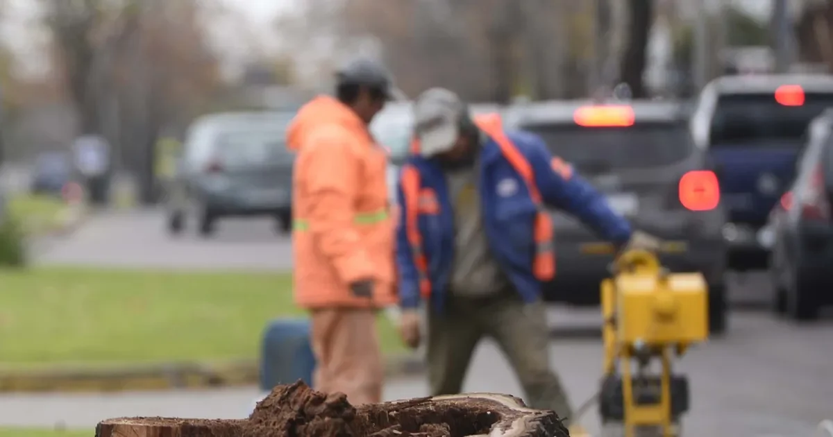 La Plata implementa Registro Único de Podadores para proteger árboles y espacios verdes