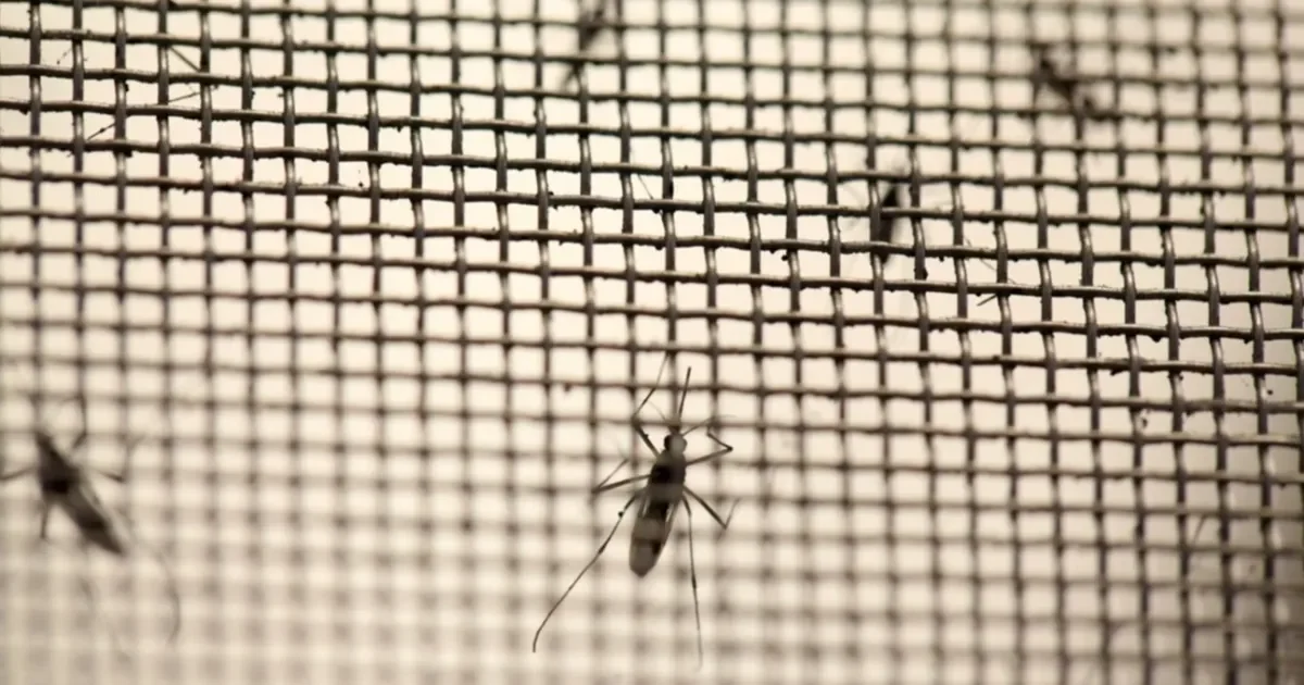 La Plata intensifica acciones preventivas ante el aumento de casos aislados de dengue