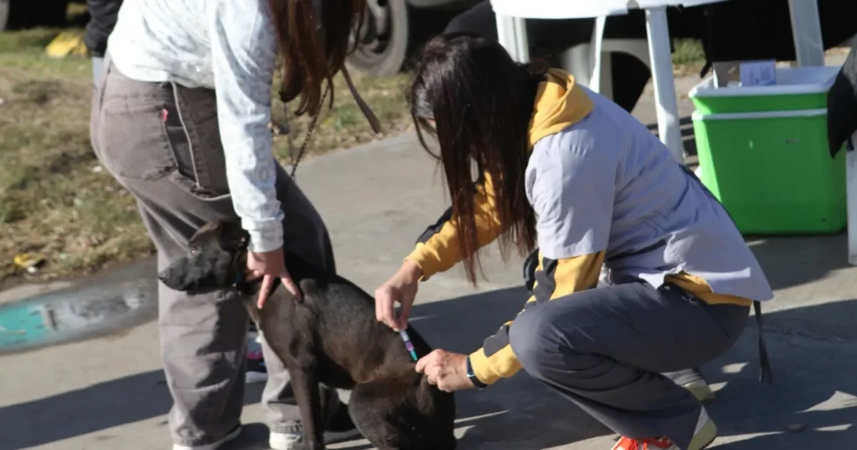 La Plata ofrece atención veterinaria gratuita: vacunación y castración para mascotas en la ciudad