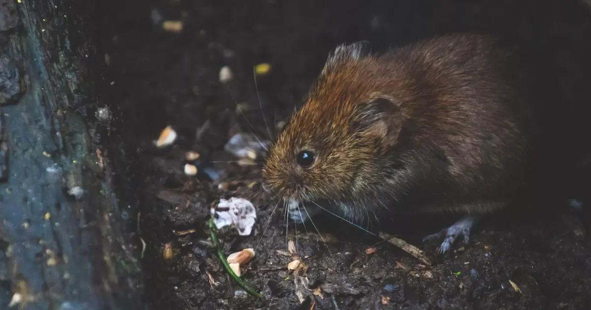 La Plata refuerza medidas de prevención ante el repunte de hantavirus en barrios afectados
