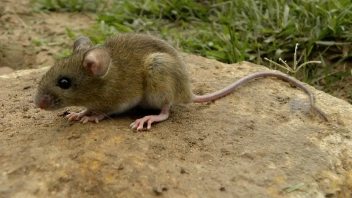 La Plata registra más casos de hantavirus en la Provincia, alertan a la población.