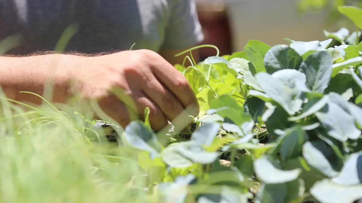 La Plata se prepara para un taller que promueve el uso de plantas silvestres comestibles