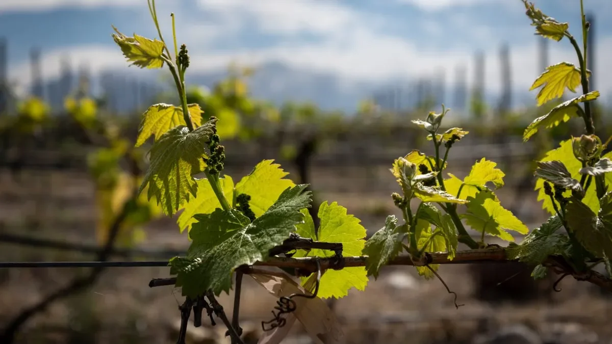 Las bodegas de Ensenada y La Plata buscan estrategias para potenciar la industria del vino