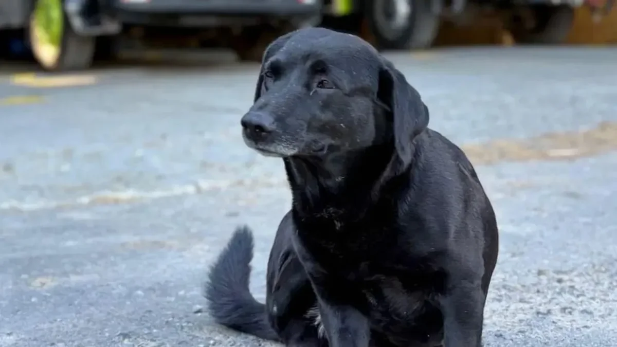 Los bomberos de La Plata buscan a Negro, su perro extraviado, en la ciudad.
