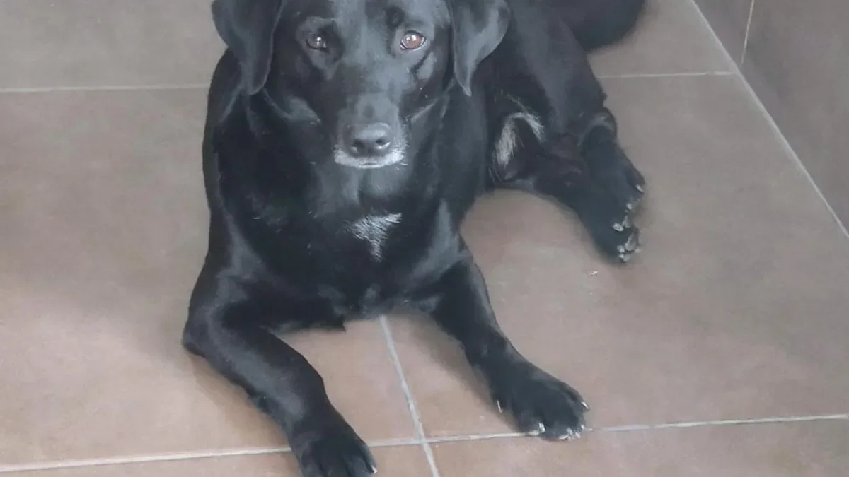Los Hornos celebra el regreso del perro del Cuartel de Bomberos tras su misteriosa desaparición