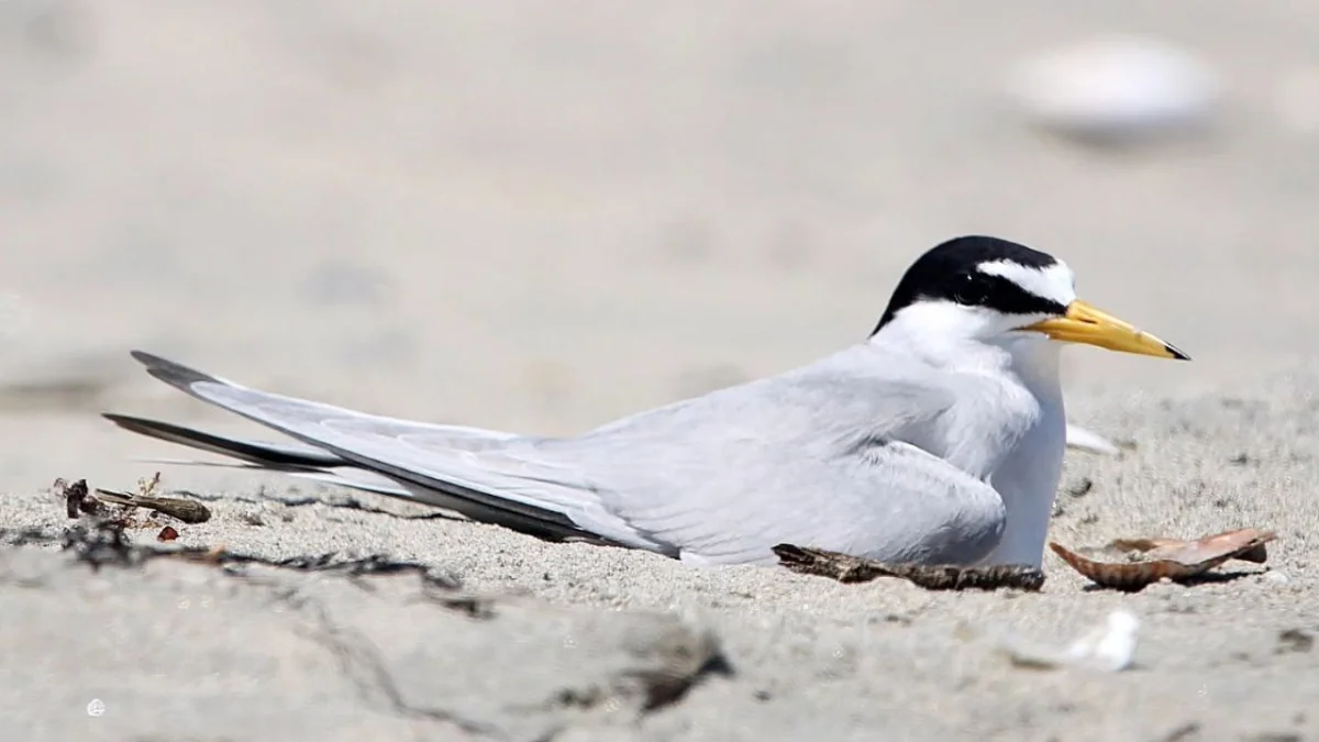 Más de 100 aves playeras registradas en la costa de Ensenada, un hallazgo inusual