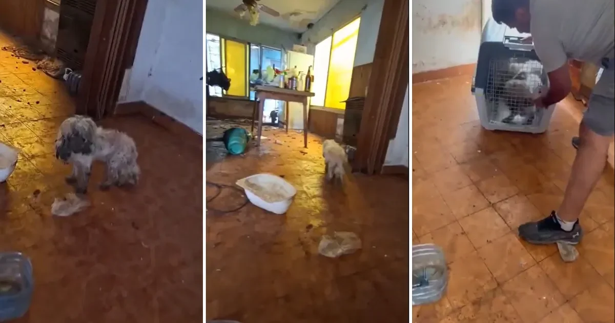 Más de 20 perros rescatados en San Carlos: desmantelan criadero clandestino de maltrato