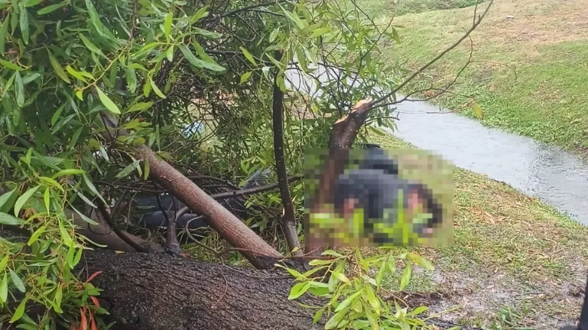 Mujer gravemente herida tras caída de un árbol en Los Hornos