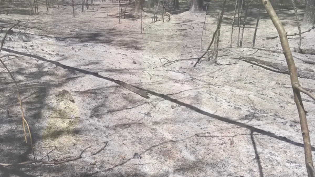 Parque Pereyra Iraola: daños visibles tras el devastador incendio de esta semana