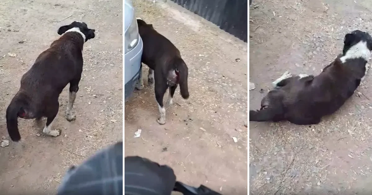 Perro rescatado en La Plata tras un año de abandono lucha por su recuperación