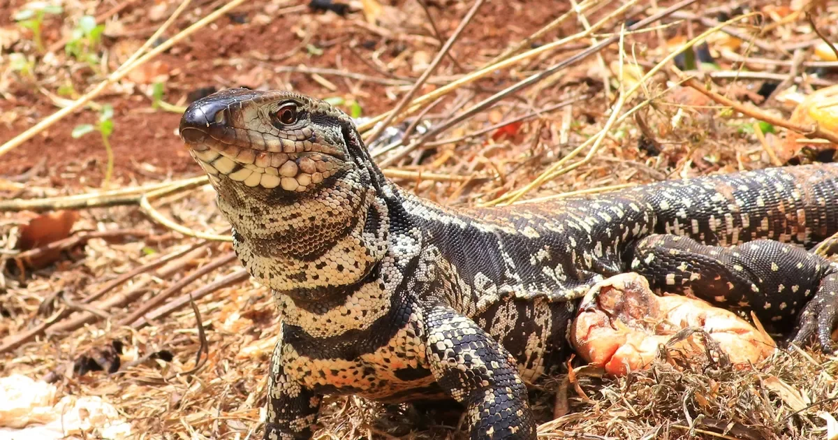Precaución en La Plata: aumento de avistamientos de lagartos overos en áreas urbanas