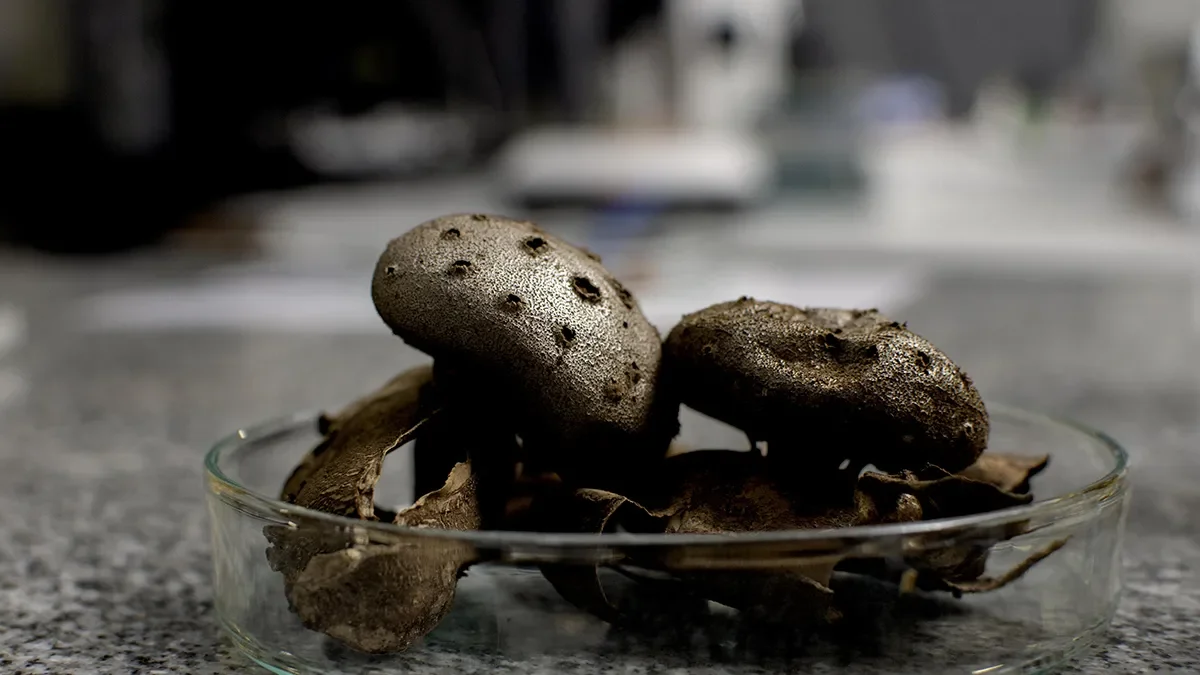 Precaución en La Plata: la UNLP alerta sobre el consumo de hongos silvestres.