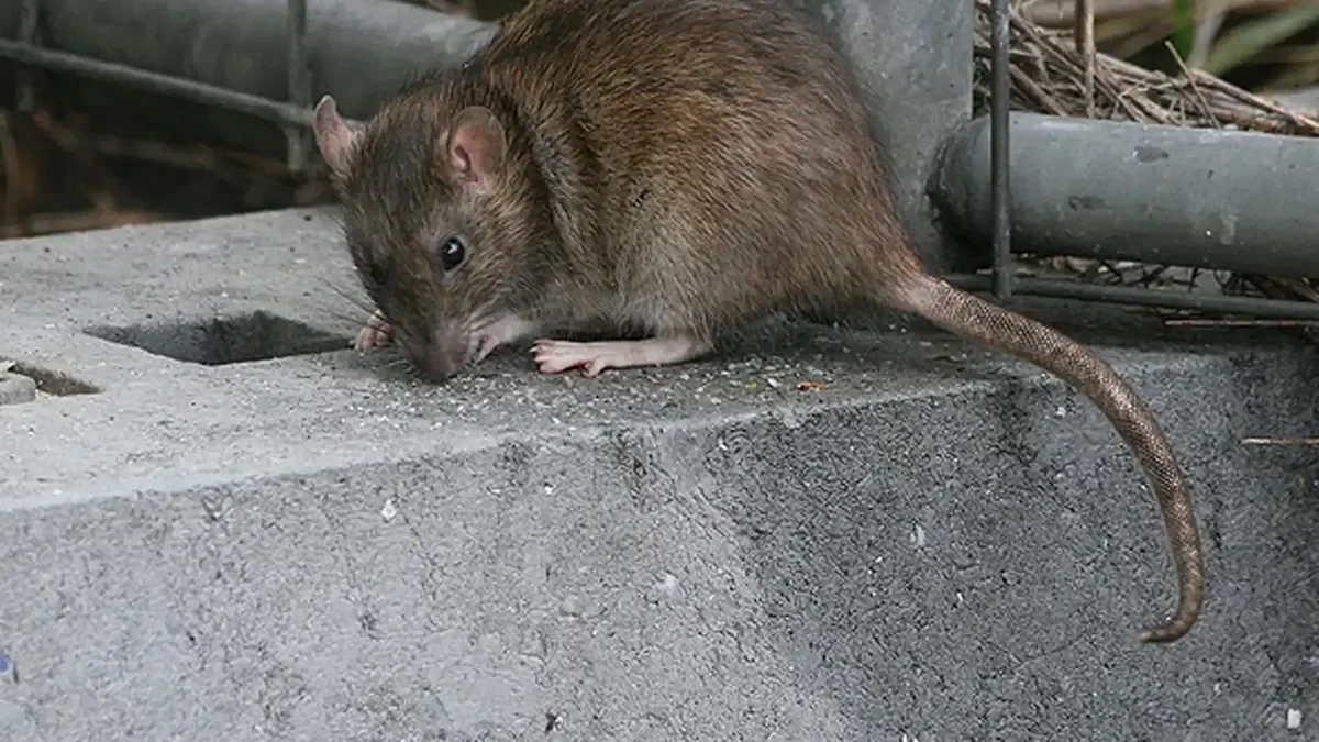 Preocupación en La Plata: crecen los casos de hantavirus y se alertan medidas preventivas