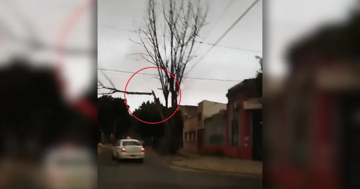 Remisero y pasajera salvan sus vidas tras caer una rama gigante en La Plata